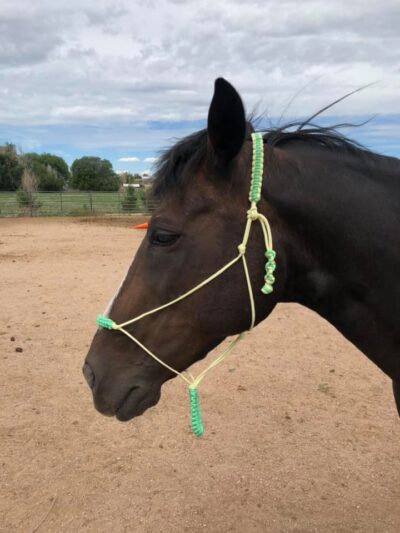 Horse wearing a Paracord Halter